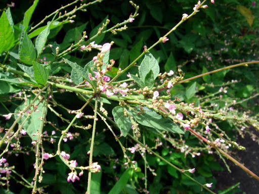 Cây Thóc lép cuống quả dài. Desmodium podocarpum DC. subsp. podocarpum - Cây Thuốc Nam Quanh Ta
